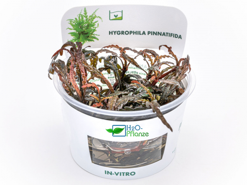 Fiederspaltiger Wasserfreund - Hygrophila pinnatifida in vitro